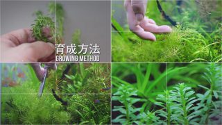 Thumbnail of post image 178